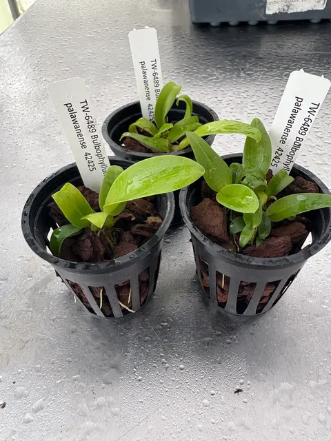 Bulbophyllum palawanense (Bulbophyllum)