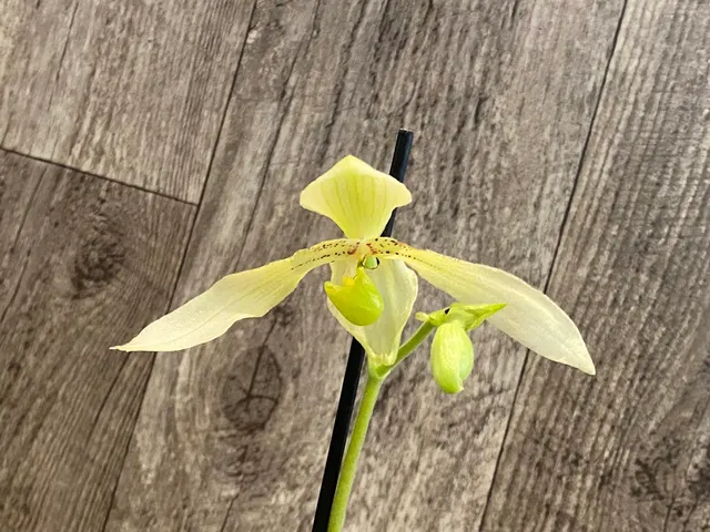 Paphiopedilum Winged Flight