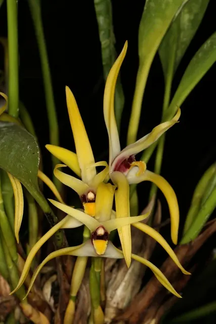 Maxillaria luteo-alba (Maxillaria)