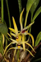 Maxillaria luteo-alba