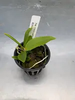 Laelia praestans alba