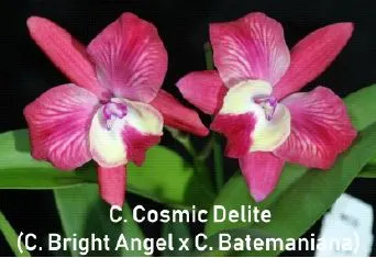 Cattleya Cosmic Delite
