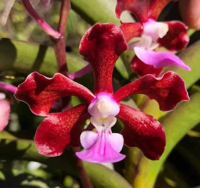 Vanda ‘SPP’ Red (Vanda)