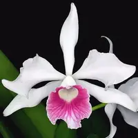 Cattleya purpurata var. carnea x Cattleya purpurata var. concolor