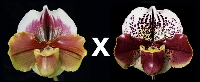 Paphiopedilum King Frank X Thunder Cat HCC 'Papa Aroha'