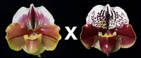 Paphiopedilum King Frank 'Papa Aroha' x Thunder Cat 'Sizzler' HCC