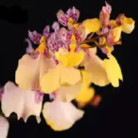 Ionocidium popcorn "Haruri" sp.