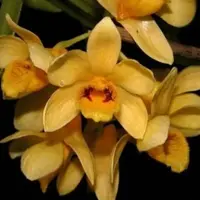 Dendrobium sulcatum sp.