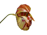 Lepanthes ribes