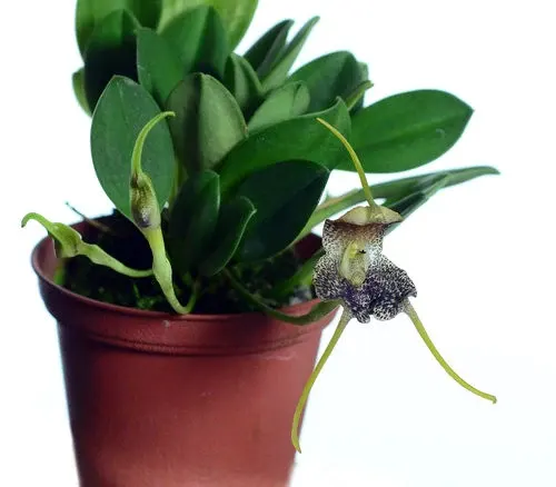 Masdevallia harlequina