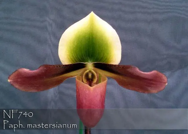 Paphiopedilum mastersianum ', Note: Limited And Rare' (Paphiopedilum)