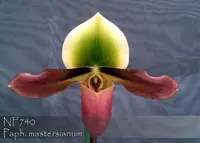 Paph. mastersianum ', Note: Limited and Rare ' ( ' Watercolor Artist' x self)