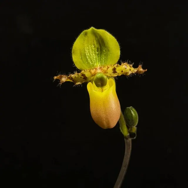 Paphiopedilum primulinum var purpurascens (Paphiopedilum)
