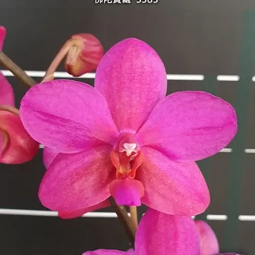 Phalaenopsis Buddha's Treasure '3385' (Phalaenopsis)