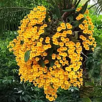 Dendrobium Lindleyi (LINDLEY) Rare Exotic Orchid