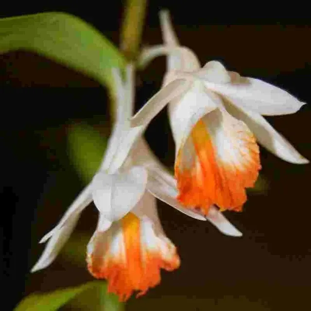 Dendrobium chapaense sp (Dendrobium)
