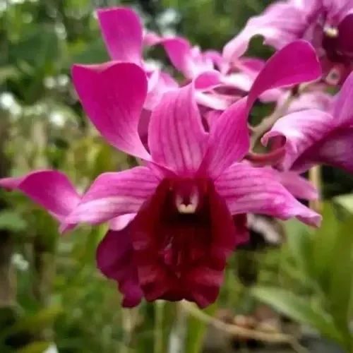 Dendrobium Raya Red (Dendrobium)
