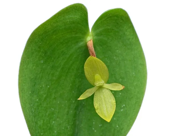 Pleurothallis cardiostola 'xanthina'