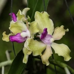 Vanda tessellata var semi alba sp (Vanda)