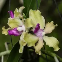Vanda tessellata var semi alba sp.