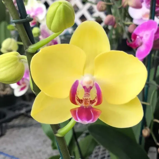 Phalaenopsis Miraflore