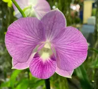 Den. Doreen Candy Stripe 4" Pot Orchid
