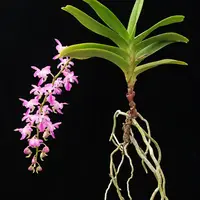 Aerides crassifolia