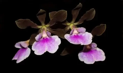 Encyclia randii (Encyclia)