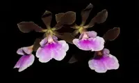 Encyclia randii — NBS / Nonblooming