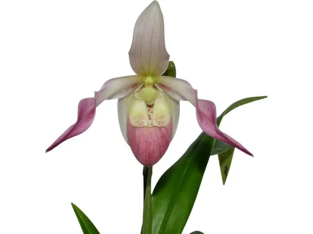 Phragmipedium Veitch (Phragmipedium)