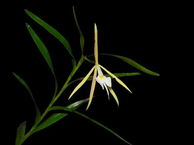 Epidendrum plurifolionocturnum (Epidendrum)