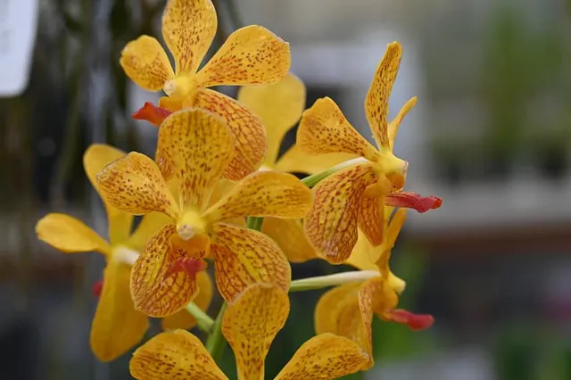 Vanda lamellata 'Memoria Tienchai' x Sumon Gold (Vanda)