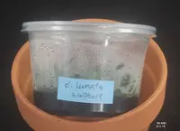 FLASK Zygostates lunata
