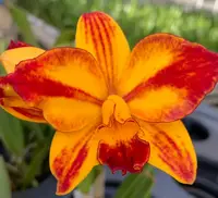 Cattlianthe BAREFOOT MAILMAN (C.briegeri x Ctt. Madge Fordyce) Exotic Sunset'