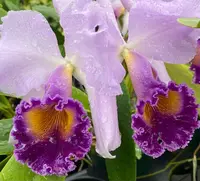 Cattleya Dinard ‘Blue Heaven’