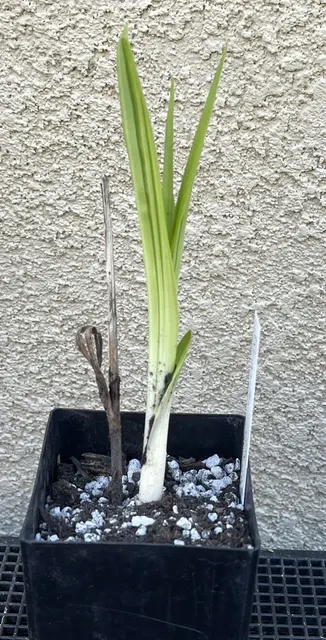Bletilla striata x formosana 'Yokohama Kate' (Bletilla)