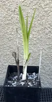 Bletilla striata x formosana 'Yokohama Kate' Bare Root Orchid Plant - Hardy Perennial for Lower 48 Sales Only