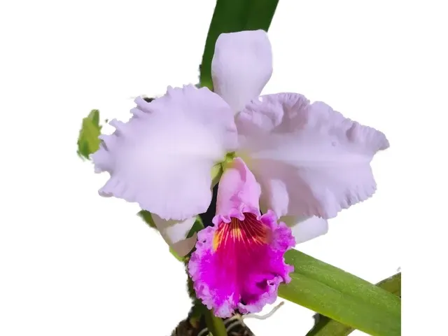 Cattleya Chusy Recinos (Cattleya)