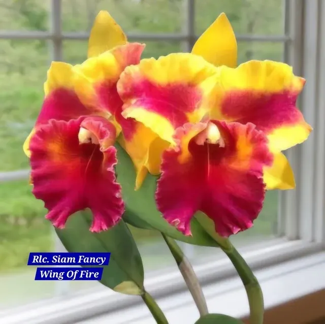 Cattleya 4 Orchid (Cattleya)