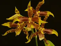 Rossioglosssum grande