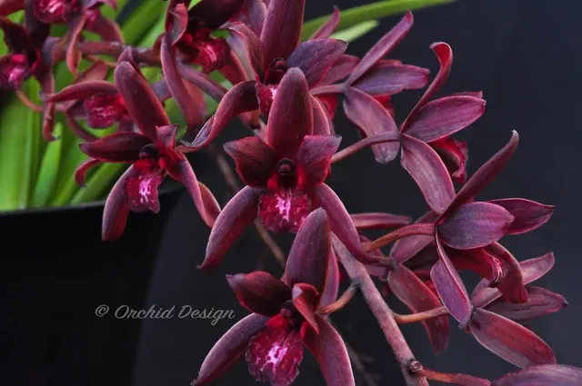 Cymbidium Australian Midnight 'Tinonee' (Cymbidium)