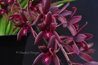 Cymbidium Australian Midnight 'Tinonee' HCC/AOS