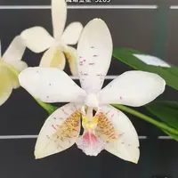 [Bare-root][Import AS-IS] #PA# Phal. Tetra Star '3283' 鐵塔金星 '3283' [2.5" BS][Sept Preorder 26]