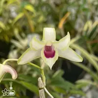 [Bare-root] Den. moniliforme 'Sankanou' 三冠王 [1.7" NBS][Jun in stock]