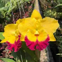 Rlc. Yen Golden Sensation X Rlc. Chomthong Fancy