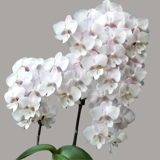 Phalaenopsis Snow Flake 'Big Lip'