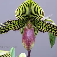 Paphiopedilum Iantha Stage (sukhakulii x rothschildianum 'New Horizon' FCC/AOS)