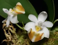 Phalaenopsis lobbii | dwarf species | SapphireChild Orchids