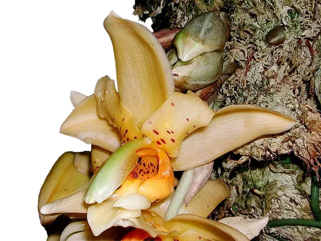 Stanhopea maculosa (Stanhopea)
