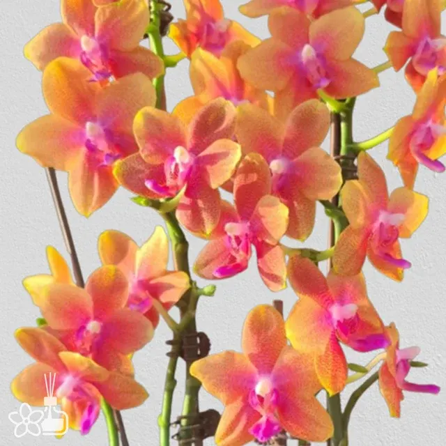 Phalaenopsis Boguetto Moth (Phalaenopsis)